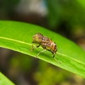 Macro photography of Eristalinus taeniopsÃÂ is a species ofÃÂ hover fly, also known as theÃÂ band-eyed drone fly. Royalty Free Stock Photo